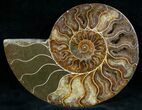 Split Ammonite Fossil (Half) #6885-1
